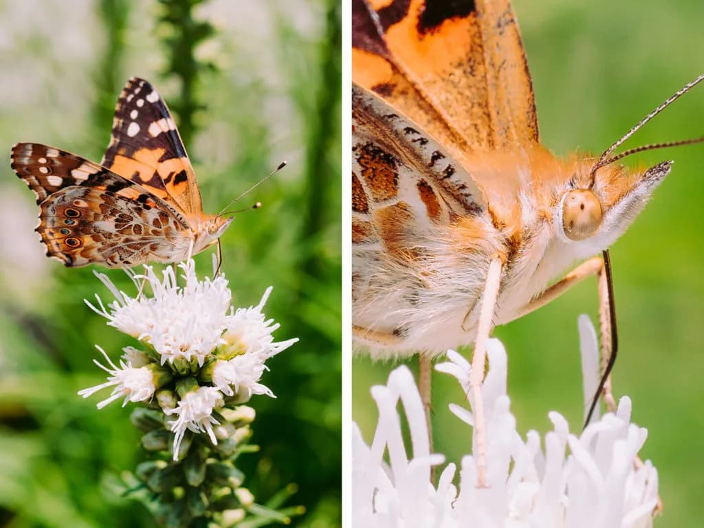 Najlepsze obiektywy do fotografii zwierząt: profesjonalne ujęcia bez stresu Najlepsze obiektywy do fotografii zwierząt: profesjonalne ujęcia bez stresu